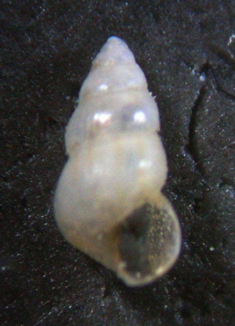Pusillina gemmula